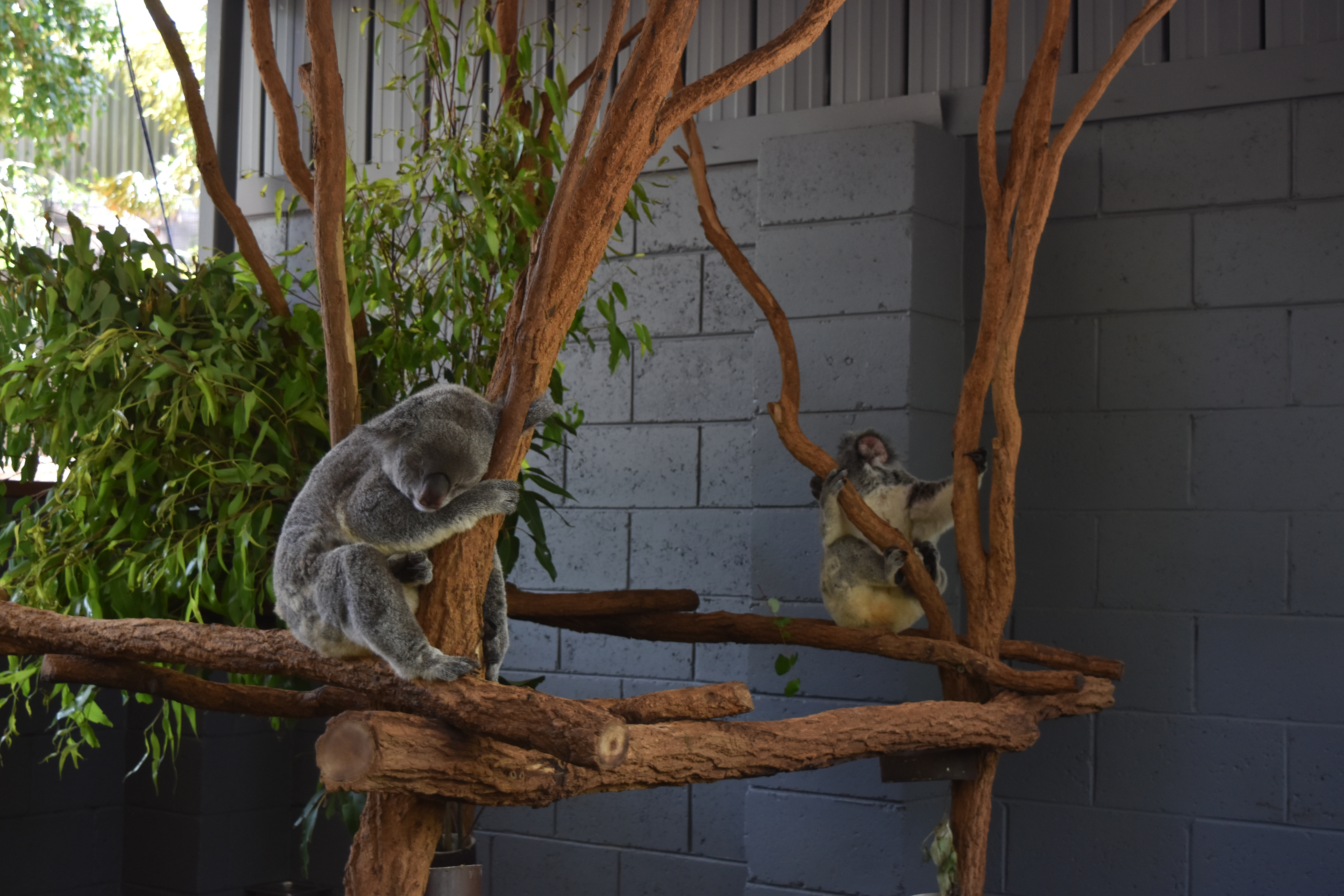 Bucket List Pet a Koala