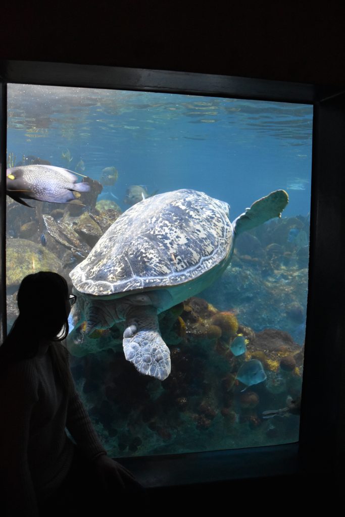 What To Do in Boston New England Aquarium