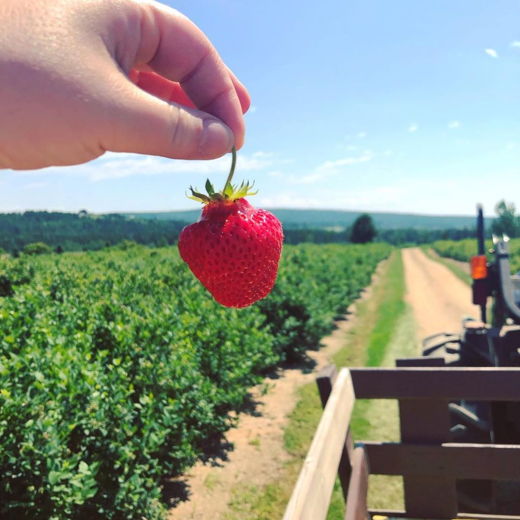 Moncton Activities Stawberry UPick