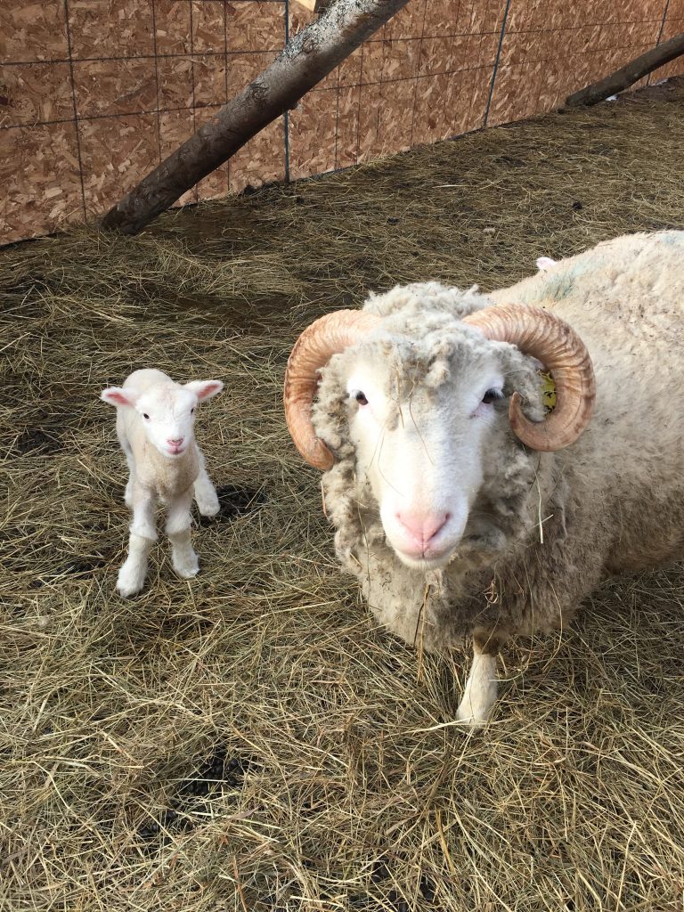 NB Open Farm Day