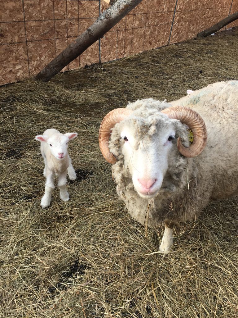 NB Open Farm Day